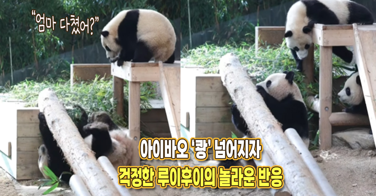 “엄마 다쳤어?” 아이바오 쾅 하고 떨어지자 진심 걱정한 루이후이가 보인 놀라운 행동