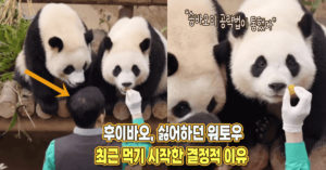 “사육사들의 공략법이 통했다” 후이가 싫어하던 워토우 최근 들어 먹기 시작한 이유