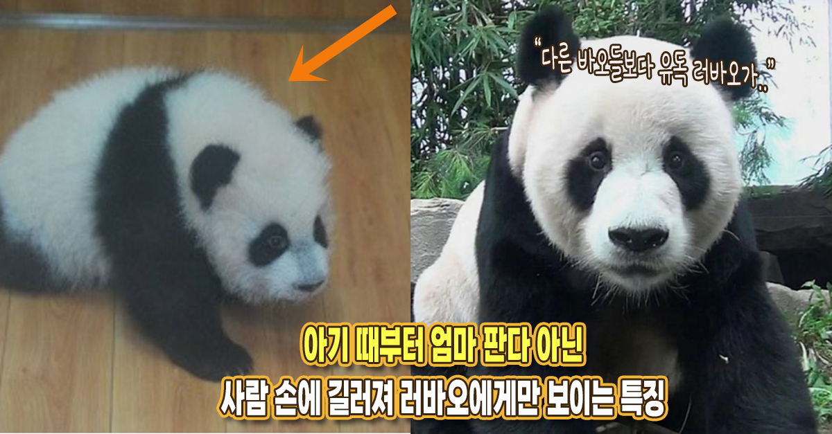 “유독 러바오만 저래요” 아기 때부터 엄마 판다 아닌사람 손에 길러져 러바오에게만 보이는 특징