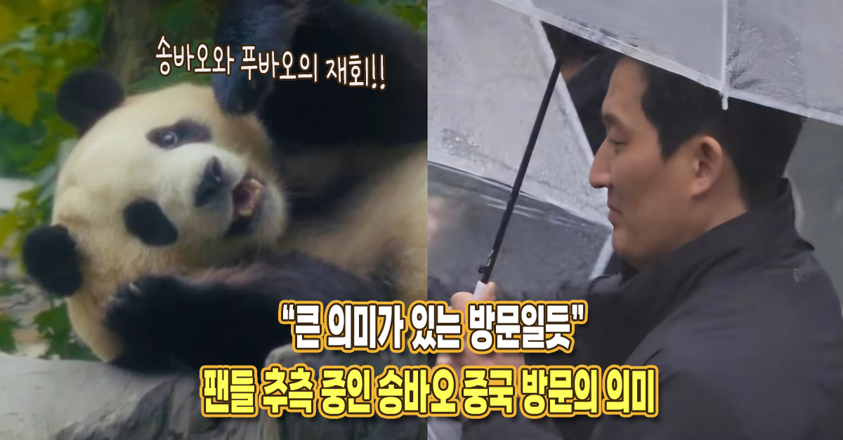 “큰 의미가 있을 것 같네요” 팬들이 추측하고 있는 송바오 중국 방문의 의미