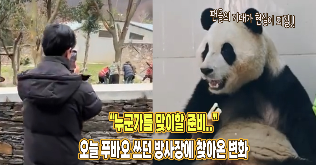 “누군가를 맞이할 준비..” 오늘 푸바오 쓰던 방사장에 놀라운 변화가 찾아왔다