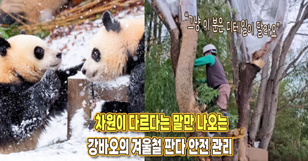 “역시 디테일에는 최강” 강바오가 올겨울 보여준 감탄만 나오는 판다 안전 관리 방식