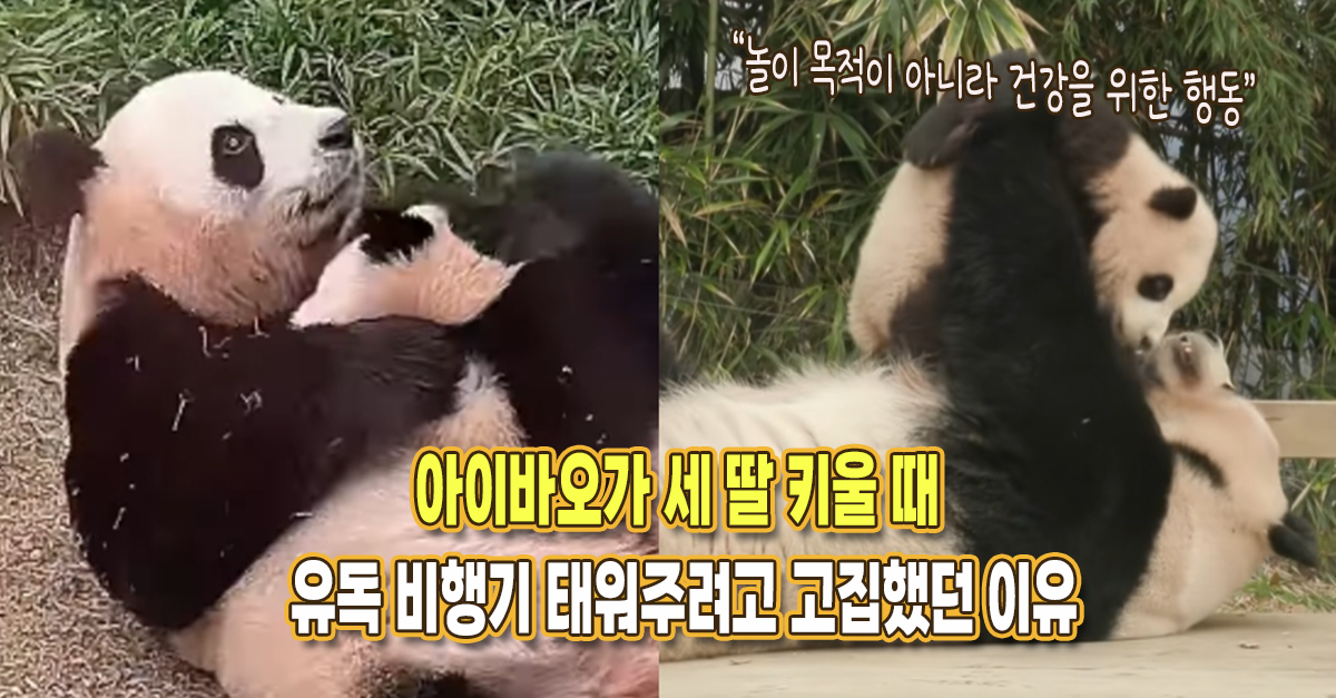 “아기 판다 건강을 위한 행동이었네요” 아이바오가 유독 딸들 비행기 태워주려고 고집했던 이유