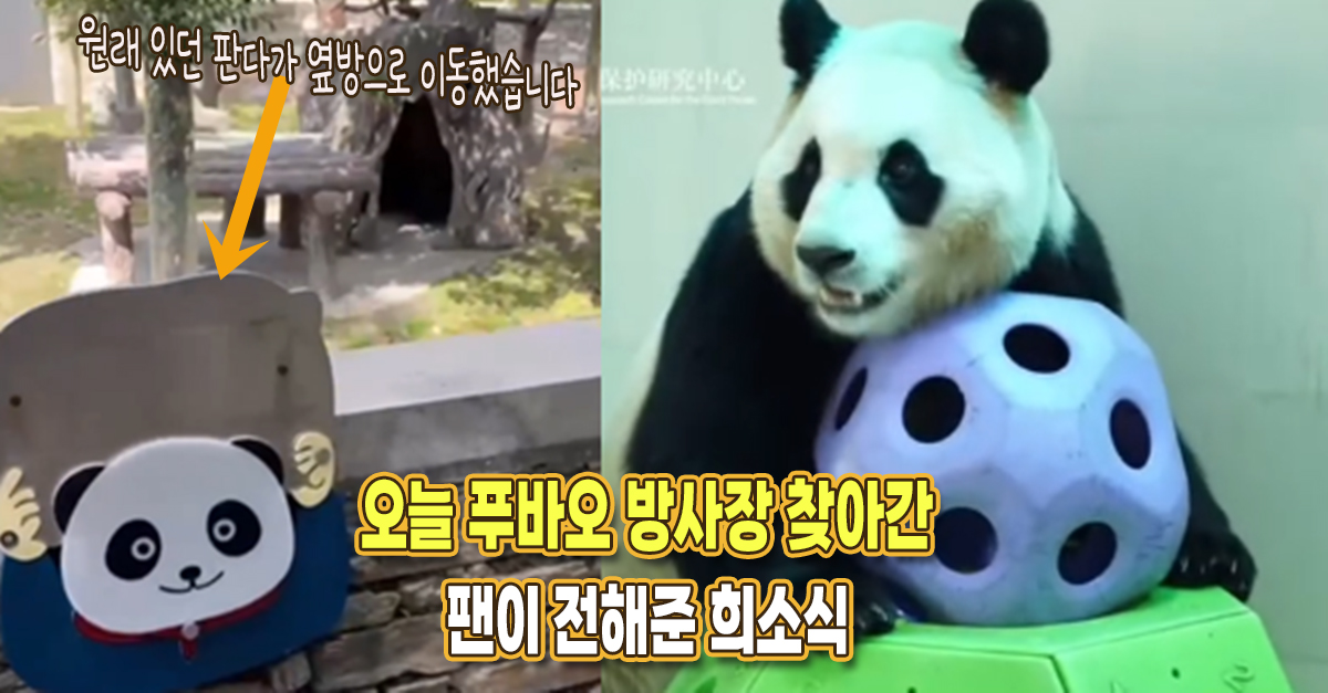 “공개 임박한 것 같습니다” 오늘 푸바오 방사장 새로 업데이트된 내용