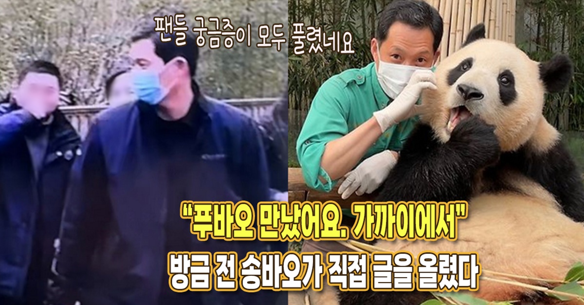 “푸바오를 가까이서 만났어요” 방금 전 올라온 송바오 글, 팬들 궁금증 모두 풀렸다