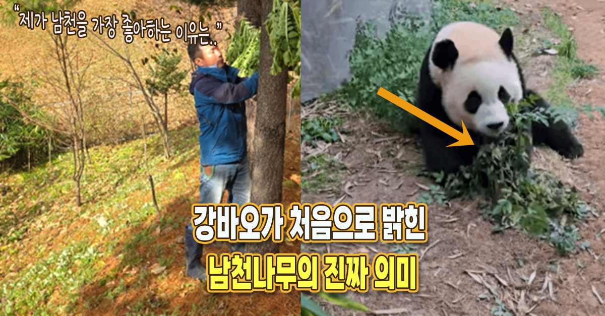 “내가 남천나무를 유독 좋아하는 건..” 강바오가 처음으로 밝힌 남천의 진짜 의미