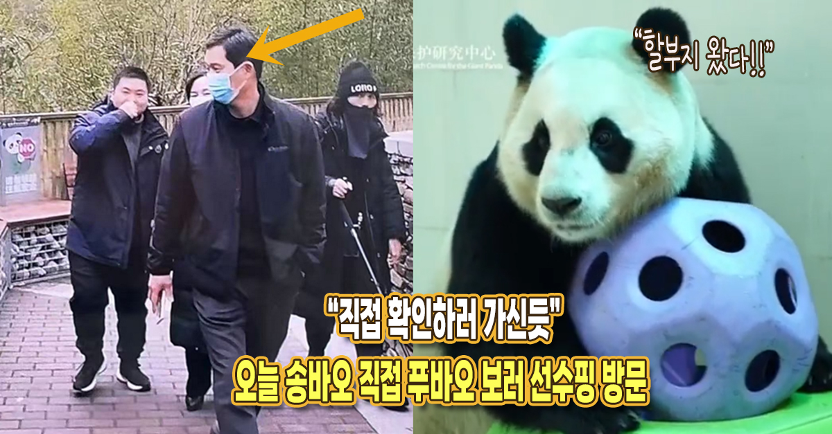 “직접 확인하러 가신듯” 오늘 송바오, 직접 푸바오보러 선수핑 방문했다는 소식 나왔다