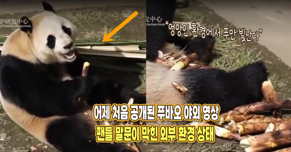 “아이를 밖에 내보냈는데..” 어제 급히 공개된 푸바오 방사장 영상, 심각해보였던 바닥 상태