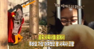 “푸바오 비공개 이후 소식 없었는데..” 푸를 가장 아껴줬던 중국 왕 사육사의 근황