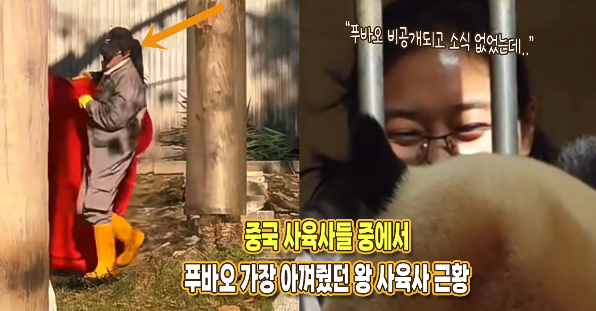 “푸바오 비공개 이후 소식 없었는데..” 푸를 가장 아껴줬던 중국 왕 사육사의 근황