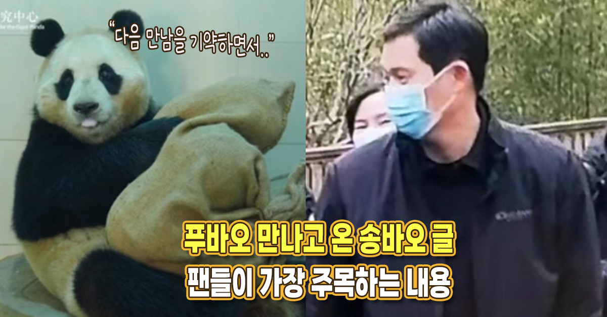 “다음에 만날 때..” 푸바오 만나고 온 송바오 글, 팬들이 가장 주목하는 내용