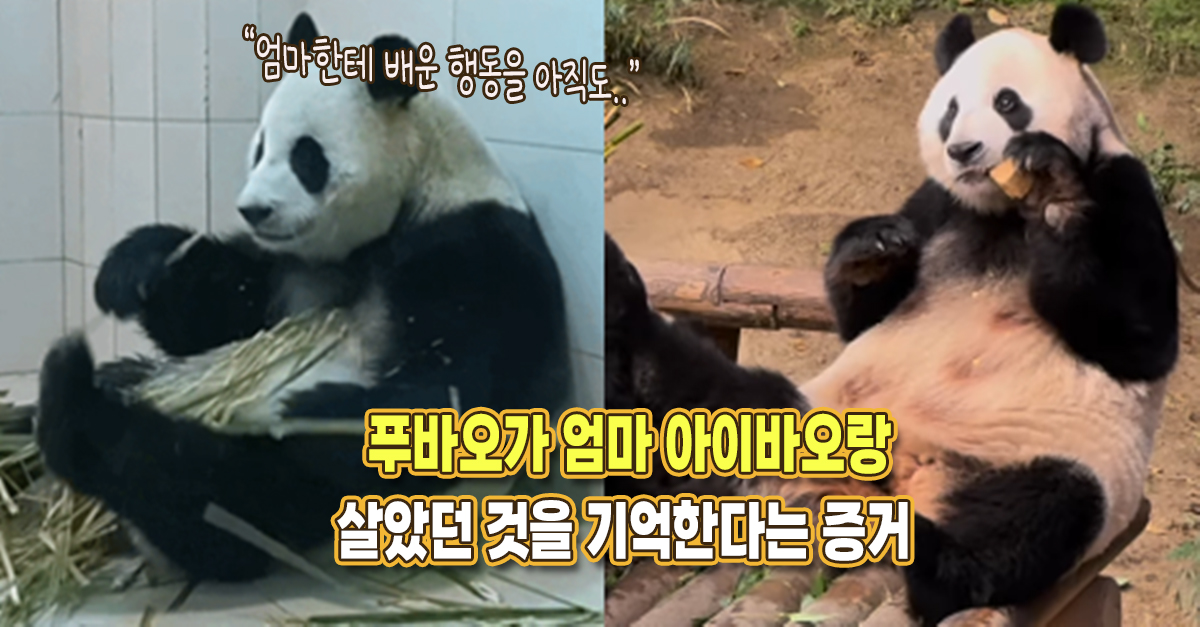 “사랑이한테 배운 행동 아직도..” 여전히 엄마랑 행동 똑같이 한다는 푸바오