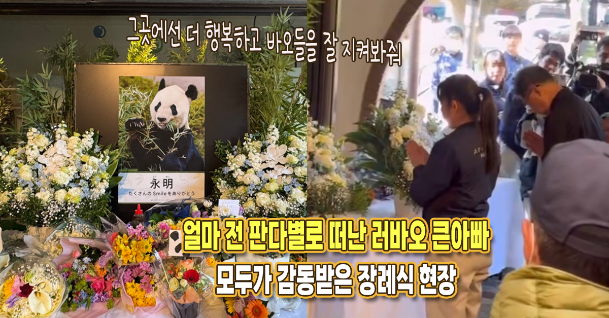 “지난달 판다별로 갔다” 바오 가족 큰할아버지인 판다 에이메이 사망, 감동적이었던 장례식 현장