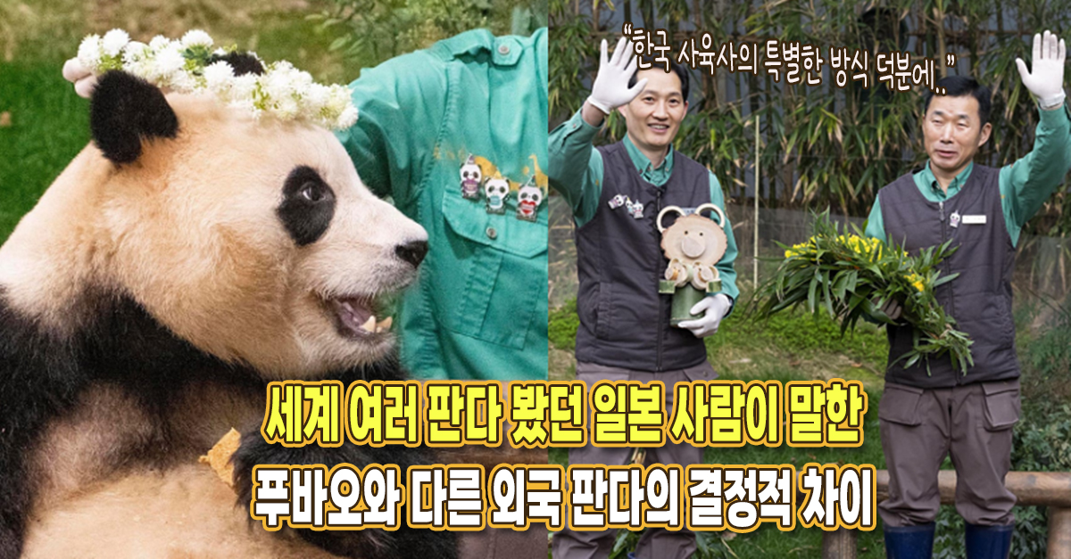 “한국 사육사들 방식이 특별해요” 일본 사람 눈으로 본 푸바오와 외국 판다의 결정적 차이