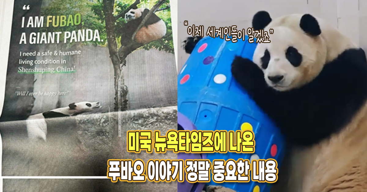 “이제 세계인들이 알겠죠” 미국 뉴욕타임즈에 나온 푸바오 이야기 정말 중요한 내용