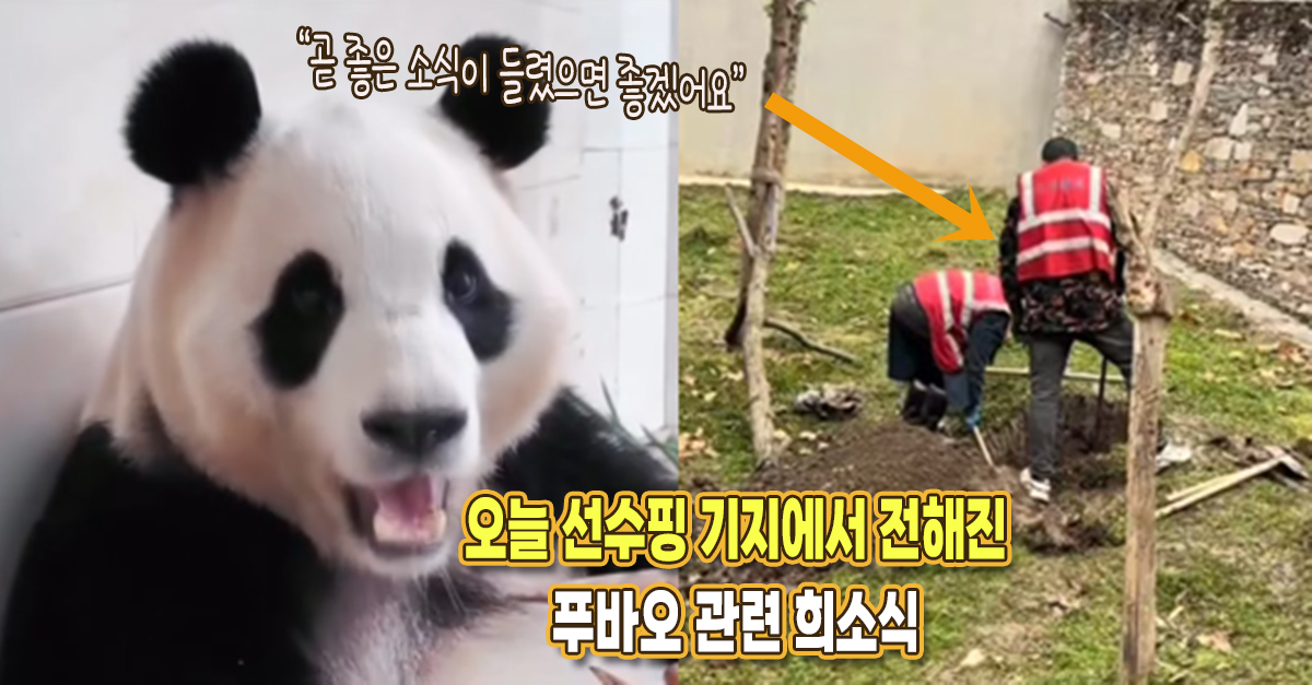 “곧 좋은 소식이 들릴듯” 오늘 선수핑 기지에서 푸바오 관련 희소식이 전해졌다