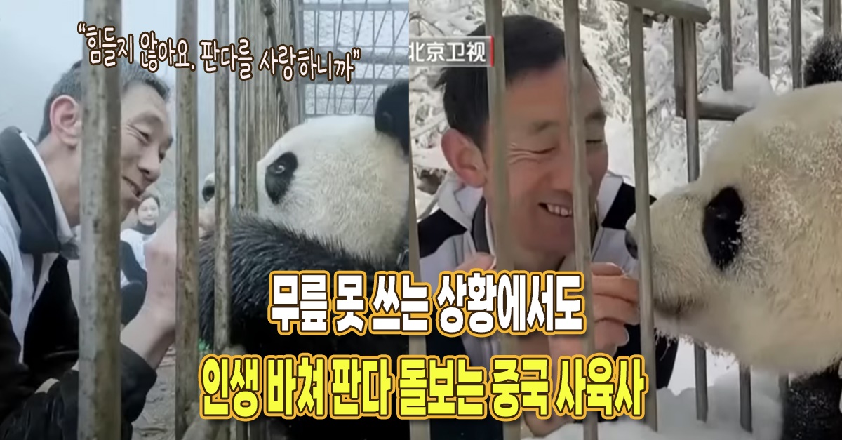 “무릎을 못 쓸 수도 있었죠” 판다 위해 실제 자신의 인생을 바친 중국 사육사