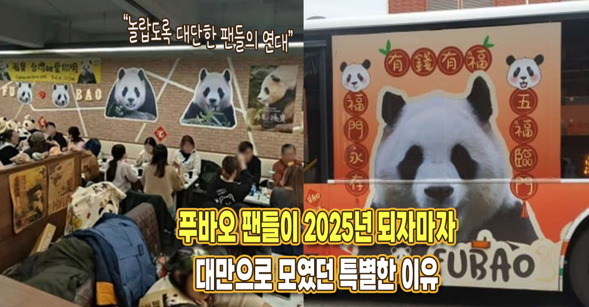 “굉장한 팬들의 연대” 2025년 되자마자 푸바오 팬들이 대만으로 모였던 특별한 이유