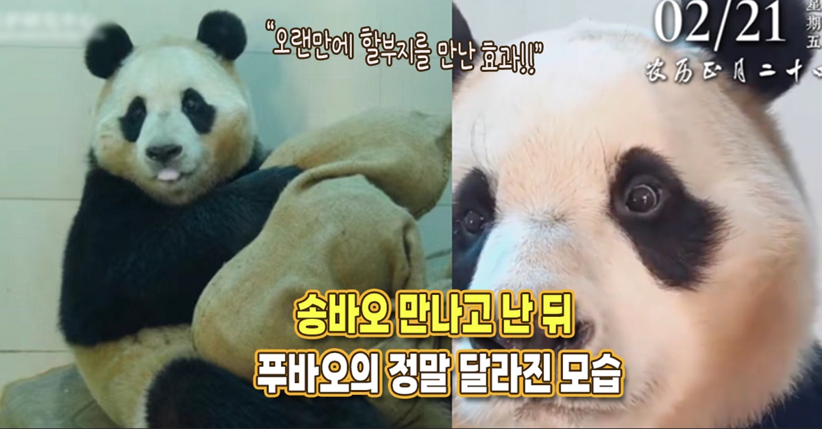 “오랜만에 할부지 만나서 그런지..” 송바오 만나고 난 뒤 푸바오의 달라진 모습