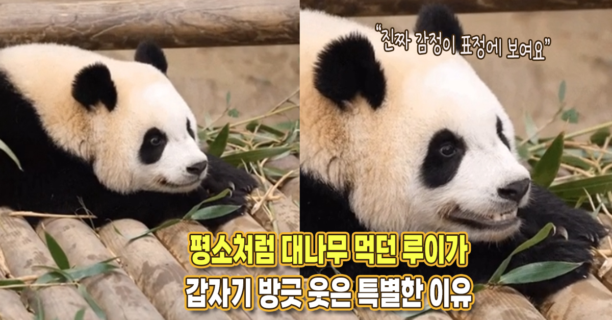 “진짜 감정이 표정에 보인다” 평소처럼 대나무 먹던 루이가 갑자기 방긋 웃은 특별한 이유