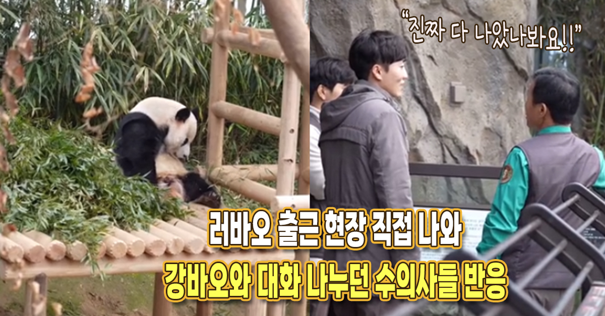 “진짜 다 나은 것 같다” 어제 러바오 출근 현장, 강바오와 대화하던 수의사들 반응에 팬들 안심했다