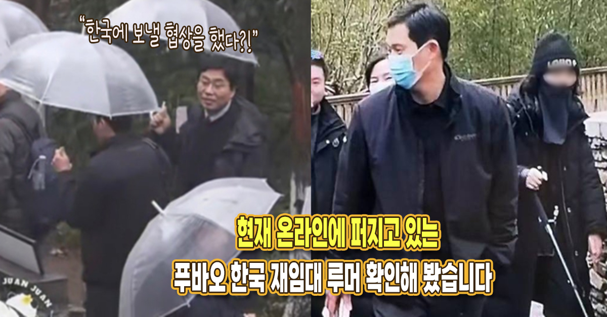 “한국에 돌려보낼 협상을 했다네요” 현재 퍼진 푸바오 재임대 루머의 진실을 확인해봤습니다