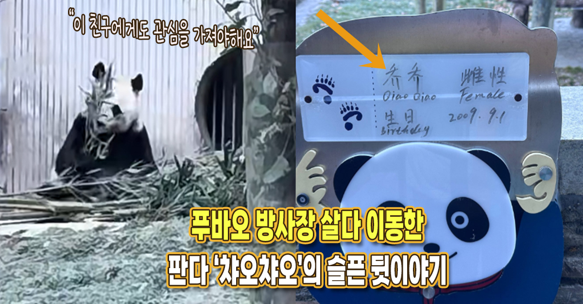 “이 친구에게도 관심을 줘야해요” 푸바오 방사장에 잠깐 살다 이동한 암컷 판다의 뒷이야기