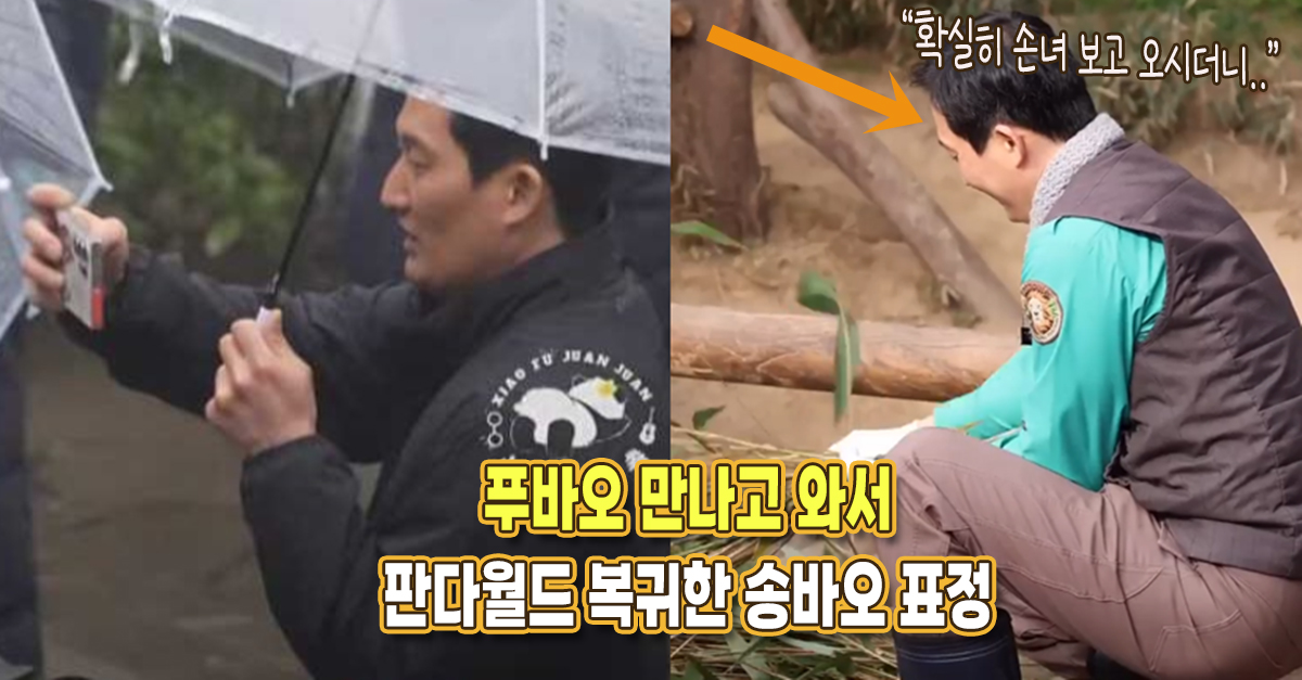 “확실히 푸바오 보고 오시더니 달라졌어요” 판다월드 복귀해 시종일관 웃고 있었다는 송바오