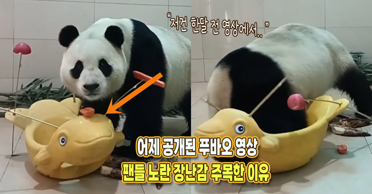 “한달 전에 본 건데..” 어제 공개된 푸바오 근황 영상, 팬들이 장난감에 주목한 이유