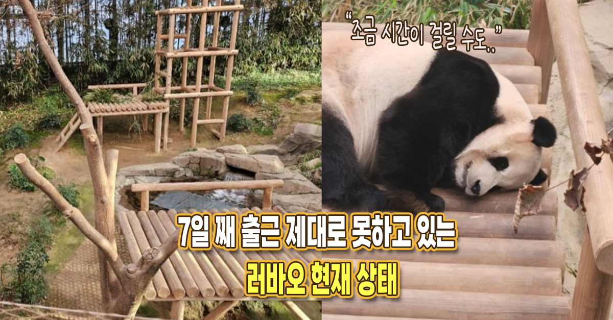 “조금 시간이 걸릴 수도..” 다시 방사장 출근을 못하고 있는 러바오 몸 상태가 전해졌다