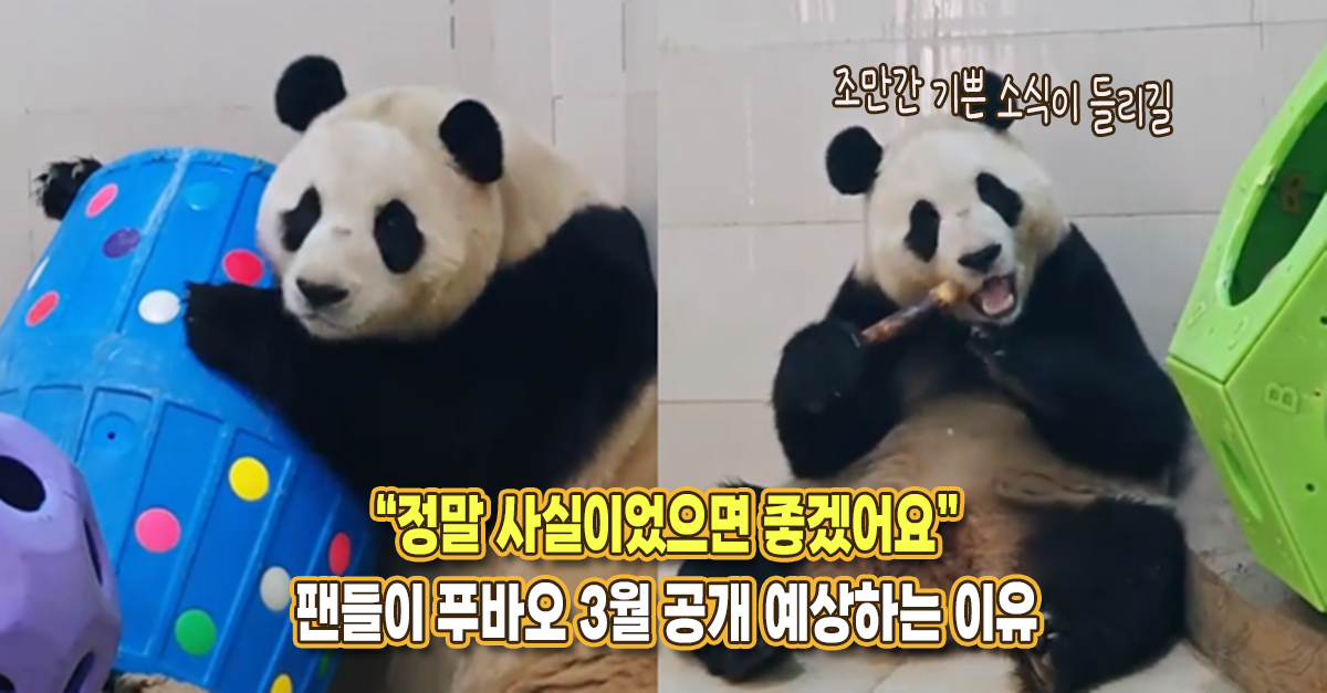 “이게 사실이면 좋겠어요” 현재 팬들이 푸바오 3월 공개 예상하고 있는 이유