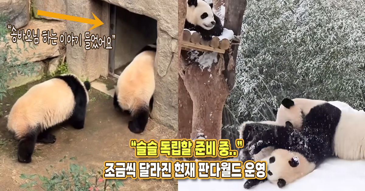 “이제 루후 독립 준비합니다” 조금씩 달라지고 있는 판다월드 방사장 운영 방식