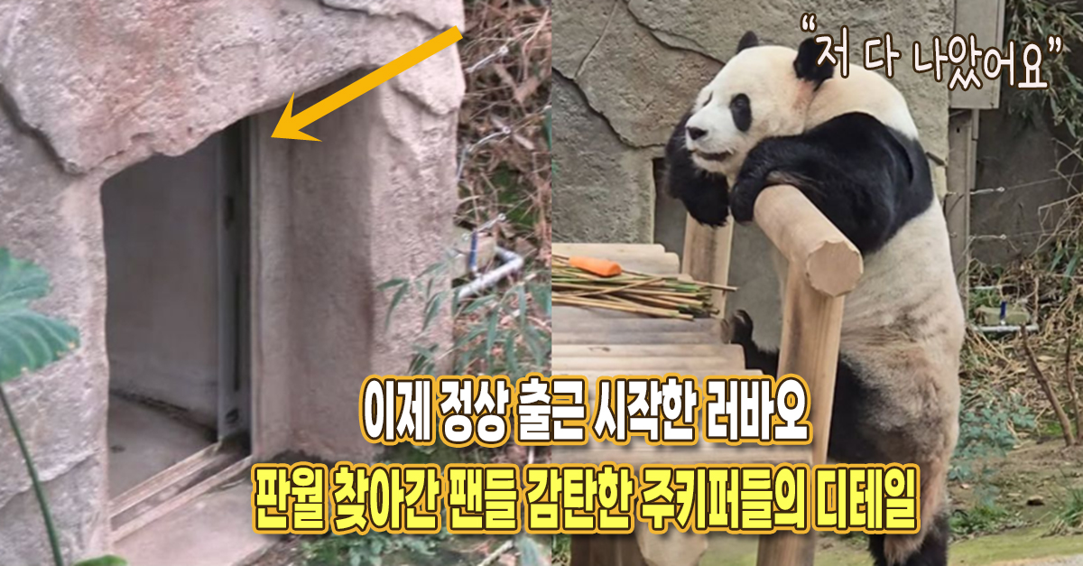 “이제 다 나았어요” 정상 출근 시작한 러바오, 판월 방문한 팬들 놀라게 한 주키퍼들의 디테일