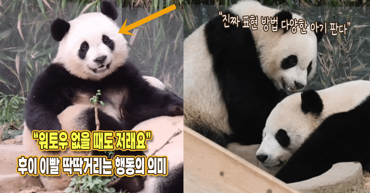 “워토우 없을 때도 저러네요” 이빨 딱딱거리는 후이바오 행동에 담긴 진짜 의미