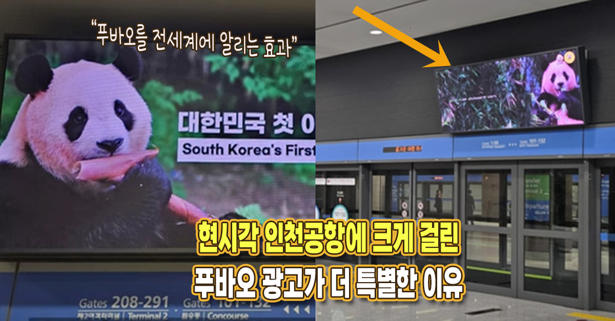 “3월까지 걸려있어요” 현시각 인천공항에 붙은 푸바오 광고가 더 특별해진 이유