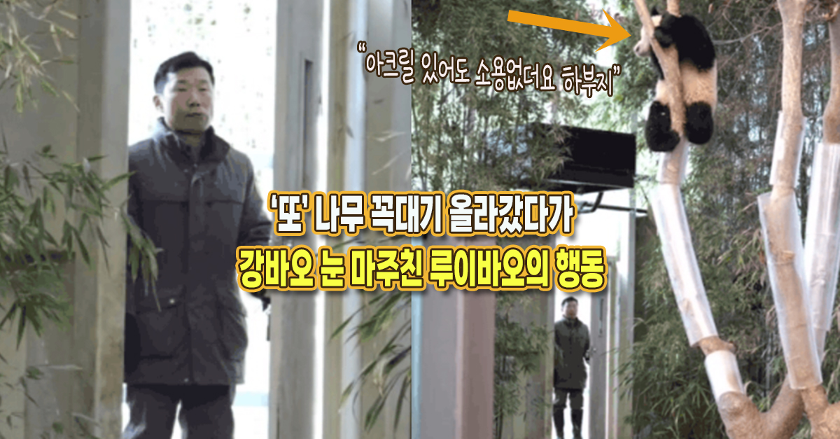“아크릴도 정복” 실내 나무 꼭대기 올라갔다가 강바오와 눈 마주친 루이의 행동