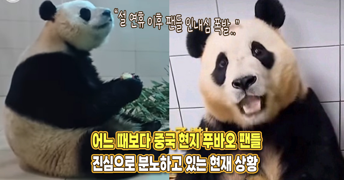 “현지 분들 진짜 화났다” 어느 때보다 중국 푸바오 팬들이 분노한 현재 현지 분위기