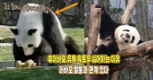 “큰할아버지랑 똑같은 반응” 후이가 워토우 유독 싫어하는 이유, 러바오 혈통과 관계가 있다