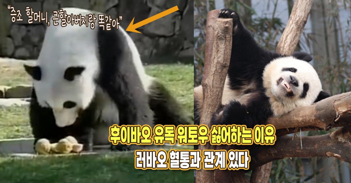 “큰할아버지랑 똑같은 반응” 후이가 워토우 유독 싫어하는 이유, 러바오 혈통과 관계가 있다