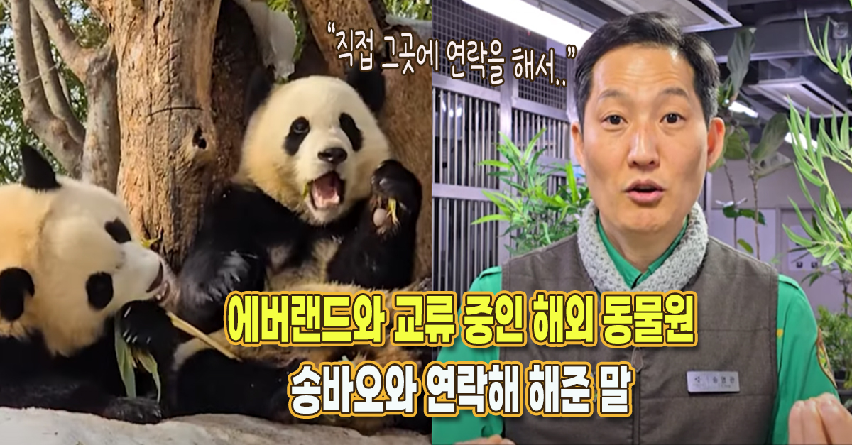 “루이후이 관련 문제로 연락했는데..” 최근 송바오가 교류 중인 해외 동물원으로부터 받은 중요한 답변