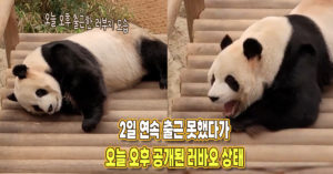“다 회복하고 오늘 오후에 출근했어요” 방금 전 공개된 러바오 상태