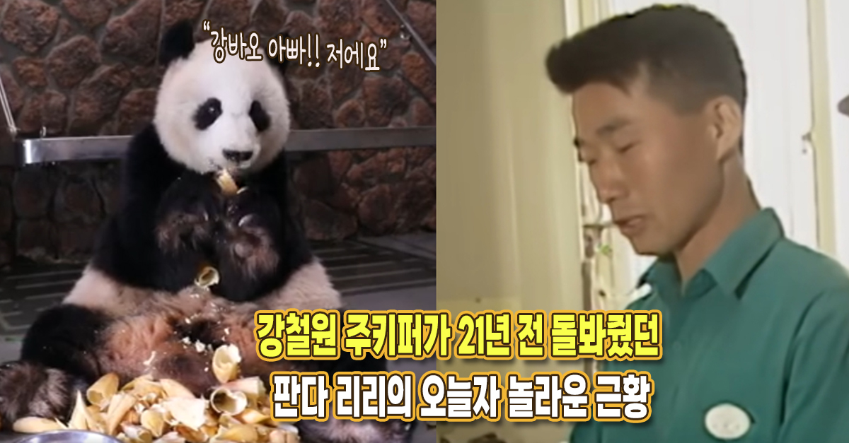 “강바오 아빠! 저에요” 강철원 주키퍼가 31년 전 만났던 판다 리리의 놀라운 근황