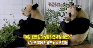 “10일 동안 같이 생활하면서 정이 들었다” 강바오가 진심 표현하자 러바오가 보인 반응