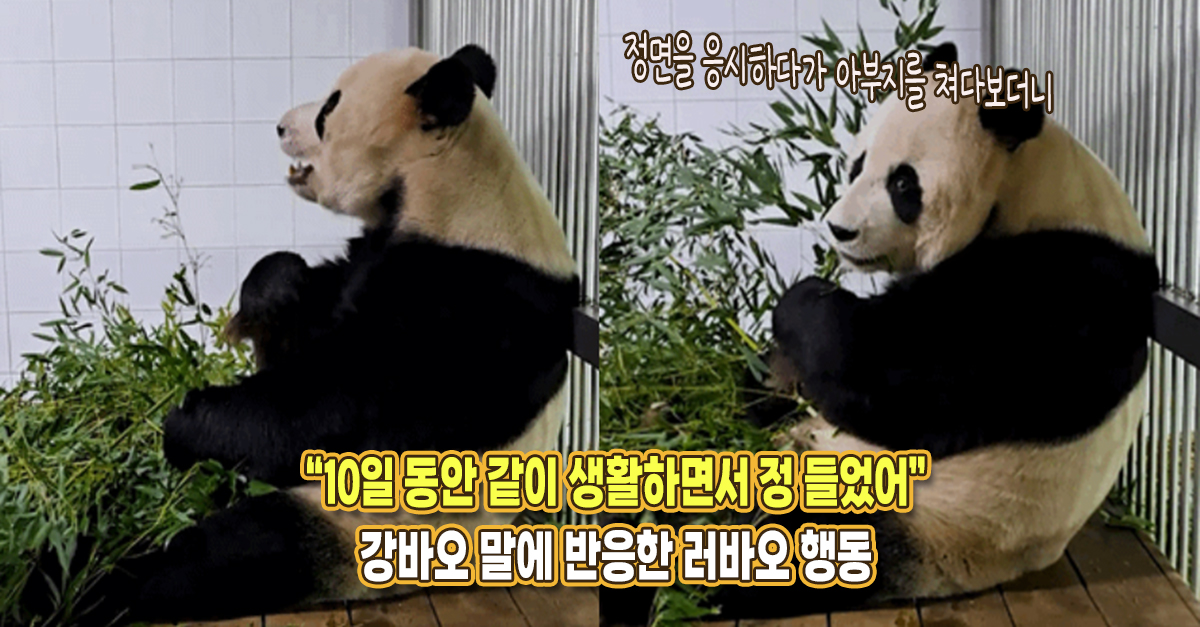 “10일 동안 같이 생활하면서 정이 들었다” 강바오가 진심 표현하자 러바오가 보인 반응