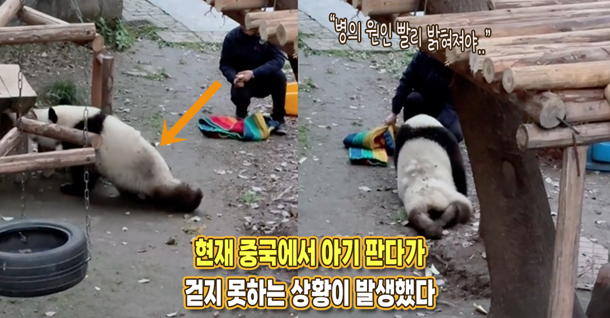 “뒷다리를 질질 끌면서 다니는데..” 현재 중국에서 판다가 걷지 못하는 상황이 발생했다