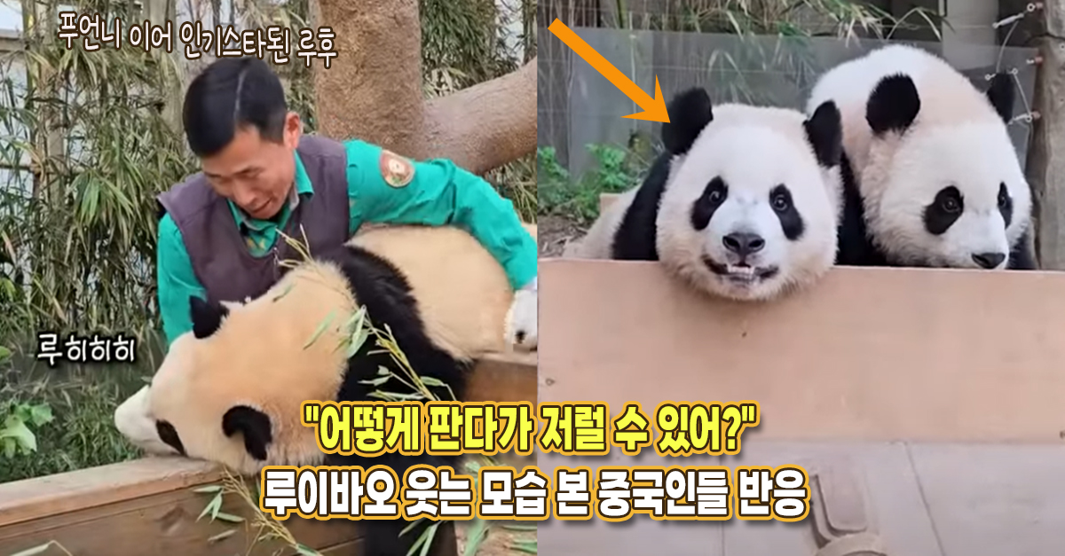 “어떻게 판다가 저럴 수 있어?” 루이바오 웃는 모습을 본 중국인들 엄청난 반응