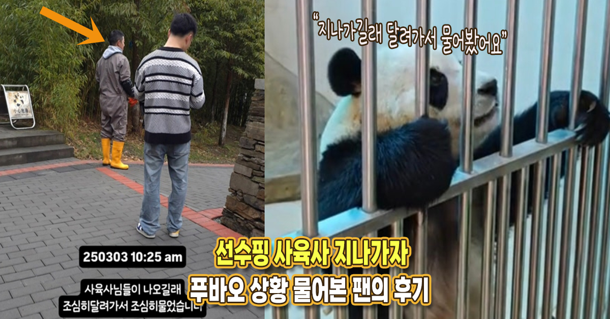 “달려가서 푸바오에 대해 물어봤어요” 한 팬이 선수핑 찾아가 사육사를 만난 후기를 남겼다