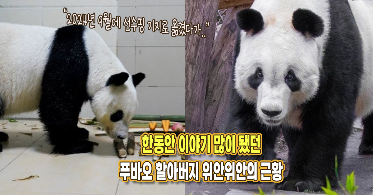 “9월에 선수핑으로 옮겼는데 갑자기..” 한동안 이야기 많이 나왔던 푸바오 할아버지의 근황이 공개됐다
