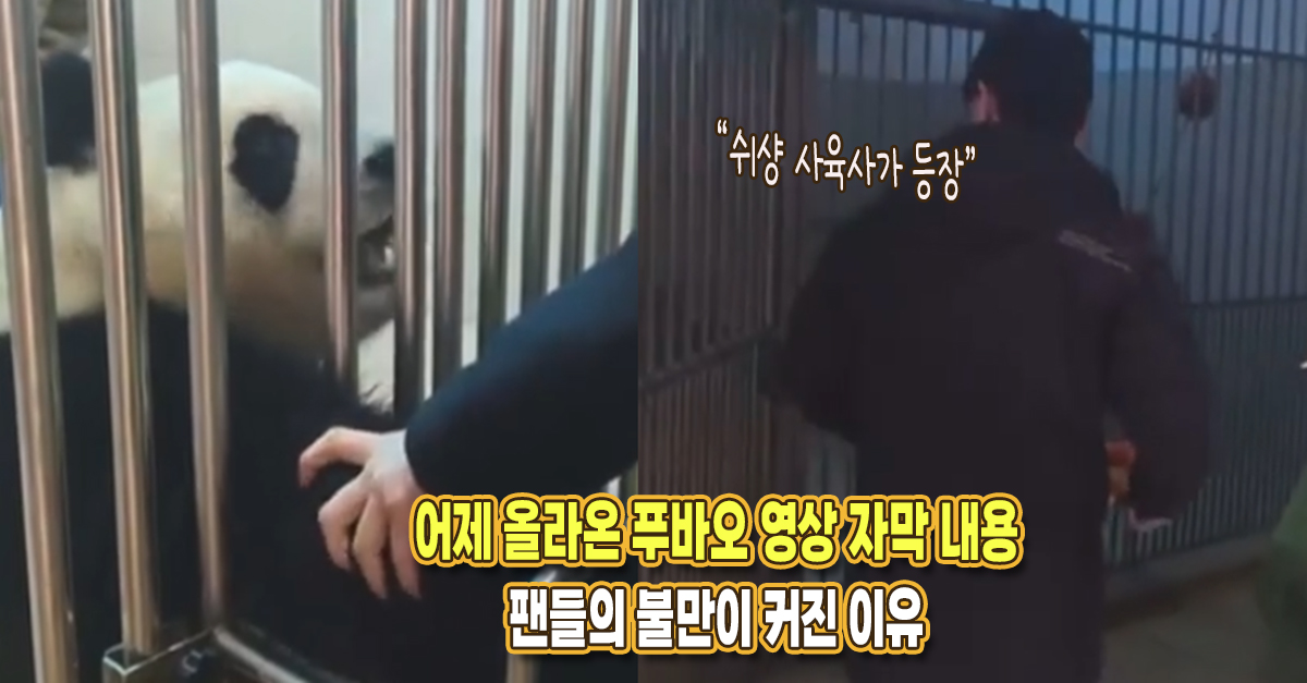 “자막 내용을 보니 걱정이 듭니다” 어제 푸바오 영상 올라오고 선수핑 기지 향한 불신이 커진 이유