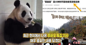 “선수핑 인기는 푸바오 덕분” 얼마 전 현지에서 나온 푸바오 특집 기사, 매우 중요한 내용 담겼다